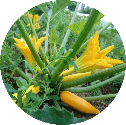 courgettes-stef-rabastens